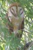 Barn Owl - Sonoran Desert