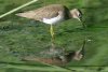 Solitary Sandpiper - Sonoran Desert