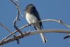 Black Phoebe - Sonoran Desert