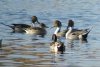 Northern Pintails - Sonoran Desert