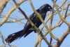 Great-tailed Grackle - Sonoran Desert