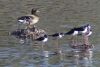 Mallard, Black-necked Stilts - Sonoran Desert