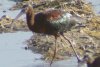 White-faced Ibis - Sonoran Desert species