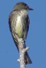 Olived-sided Flycatcher - Sonoran Desert