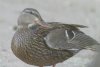 female Mallard - Sonoran Desert