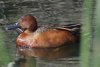 Cinnamon Teal