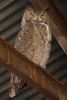 Great Horned Owl - Sonoran Desert