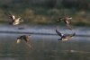 American Wigeons - Sonoran Desert