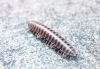 Millipede