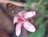 Cassus Roadside Skipper