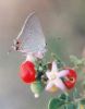 Gray Hairstreak