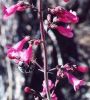 Bee on Penstemon