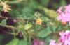 Green Lynx Spider