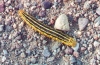 White Lined Sphinx Moth Caterpillar