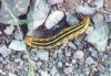 White Lined Sphinx Moth Caterpillar