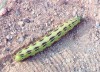 White Lined Sphinx Moth Caterpillar