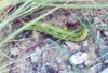 White Lined Sphinx Moth Caterpillar