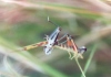 Grasshopper molting