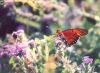 Gulf Fritillary