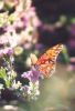 Gulf Fritillary