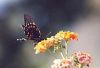 Pipevine Swallowtail