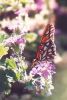 Gulf Fritillary