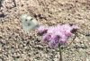 Checkered White