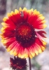 Bee on Blanket Flower