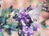 Mexican Gray Hairstreak