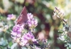 Mexican Gray Hairstreak