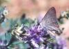 Mexican Gray Hairstreak