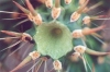 Ant on Cholla