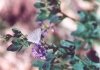 Mexican Gray Hairstreak