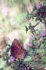 Queen Butterfly