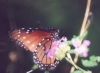 Queen Butterfly