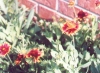 Butterfly on Blanket Flower