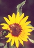 Bee on Sunflower