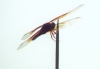 Flame Skimmer