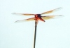 Flame Skimmer