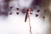 Twelve-spotted Skimmer