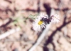 Wasp on Fleabane