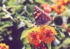 Painted Lady on Lantana