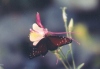 Queen Butterfly on Columbine