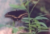 Eastern Black Swallowtail