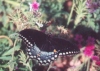 Eastern Black Swallowtail