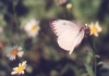 Great Southern White