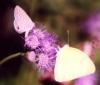 Marine Blue and Cloudless Sulphur