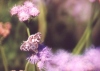 Common Checkered-Skipper