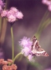 White Checkered Skipper