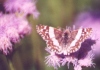 White Checkered Skipper